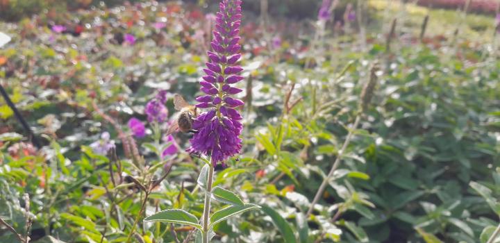 Veronica longifolia 'First Match'