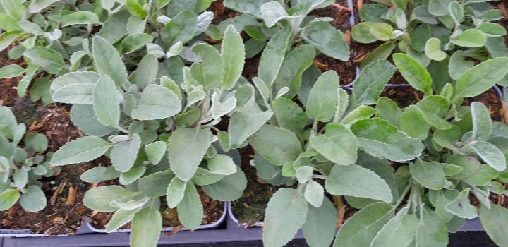 Veronica spicata ssp.incana