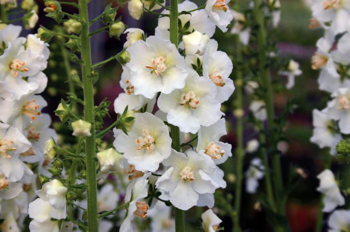 Verbascum 'Snow Maiden' (phlomoides 'Spica')