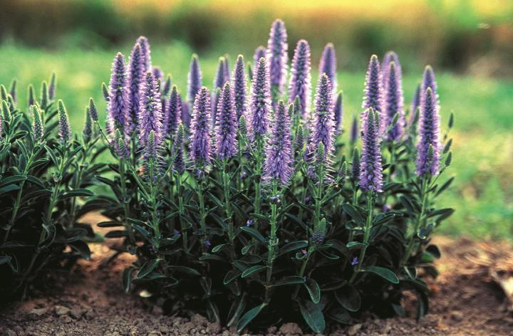 Veronica spicata 'Nana Blauteppich'