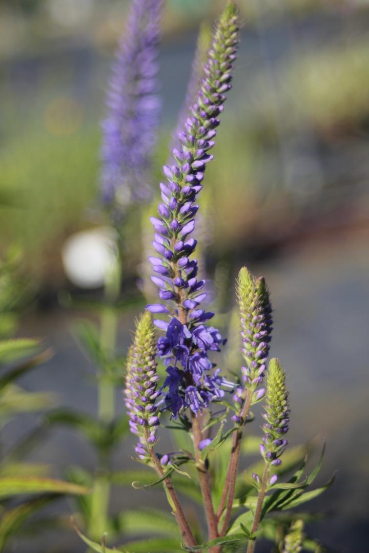 Veronica spicata