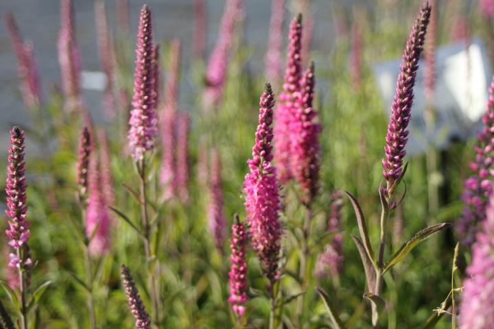 Veronica spicata 'Rosea' ('Erika')