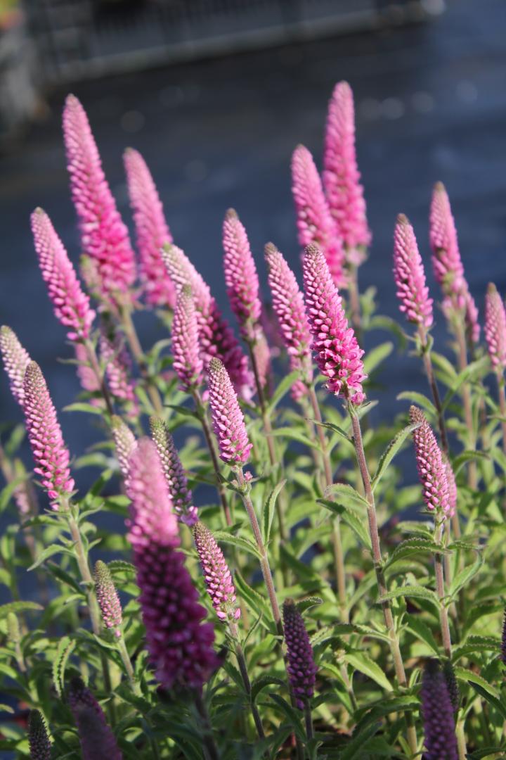 Veronica spicata 'Rotfuchs'