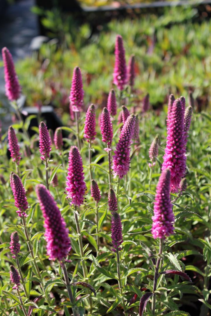 Veronica spicata 'Rotfuchs'