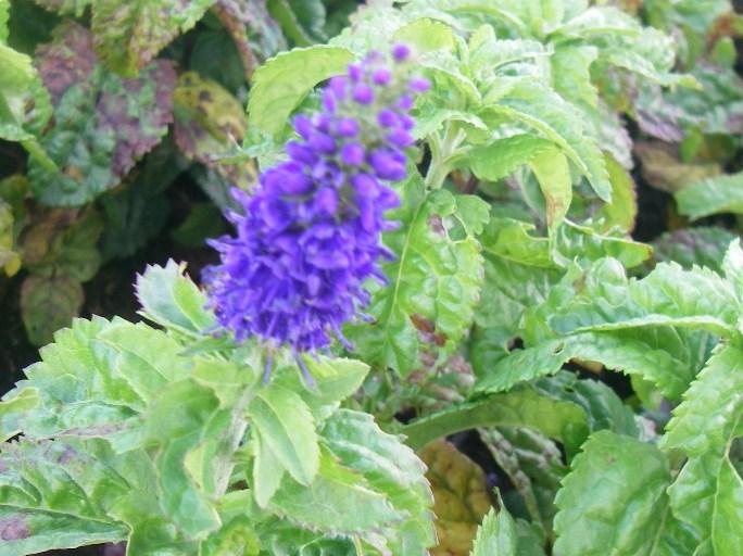 Veronica spicata 'Sunny Border Blue' ®