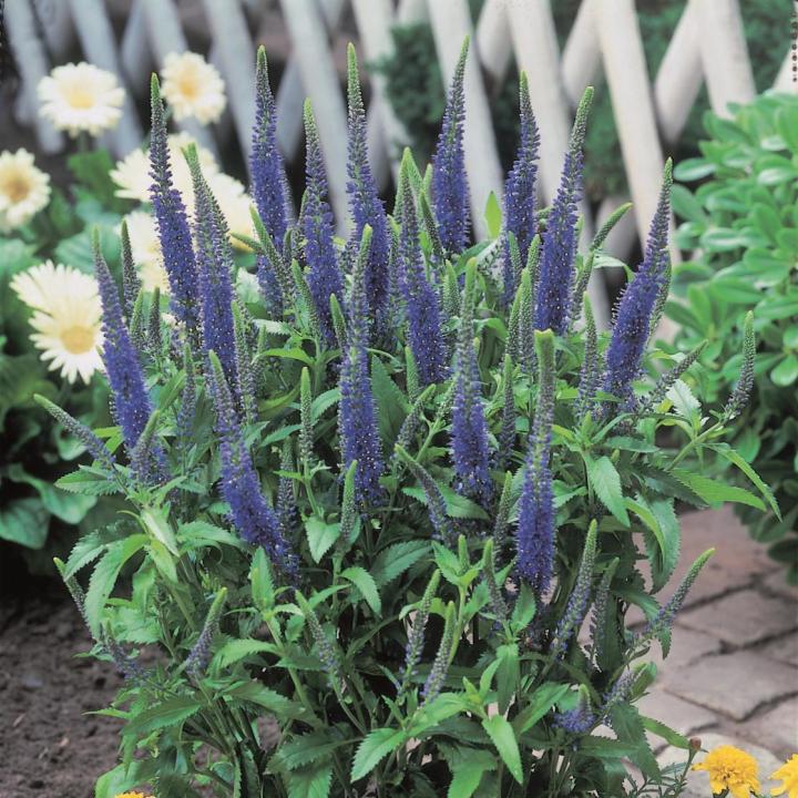 Veronica spicata 'Ulster Dwarf Blue'