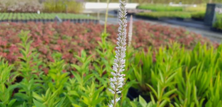 Veronicastrum virginicum 'Album'