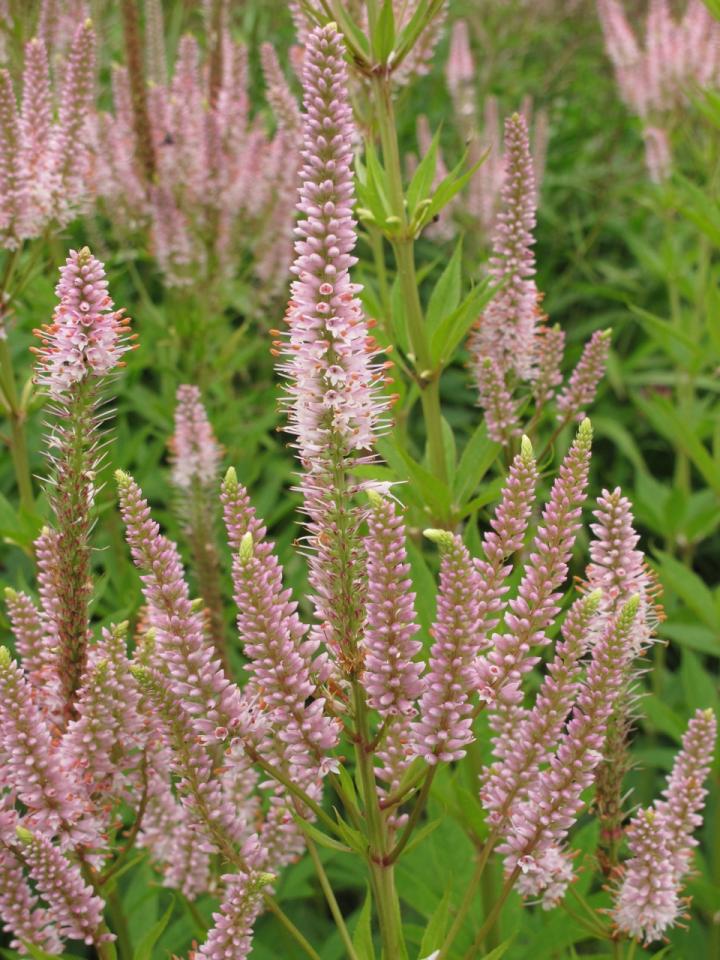 Veronicastrum virginicum 'Challenger'