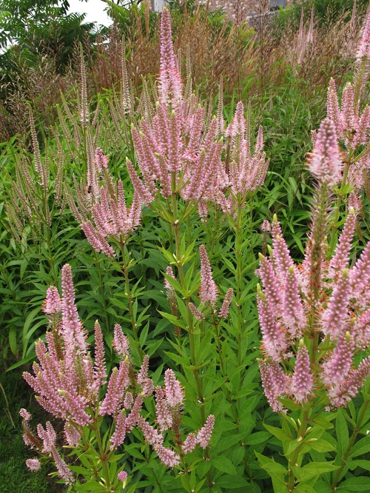 Veronicastrum virginicum 'Challenger'
