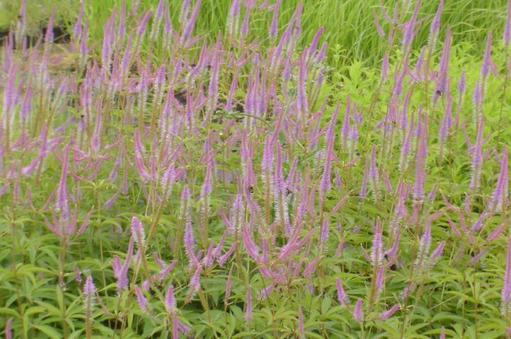 Veronicastrum virginicum 'Fascination'