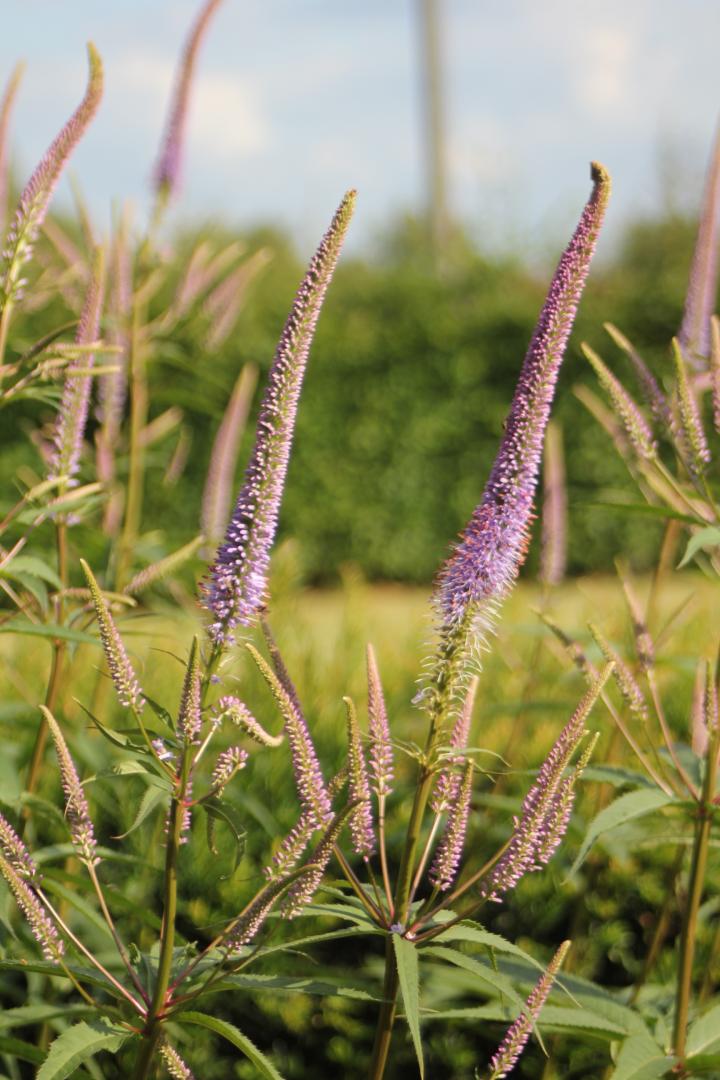Veronicastrum virginicum 'Fascination'