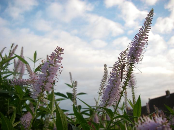 Veronicastrum virginicum 'Lavendelturm'