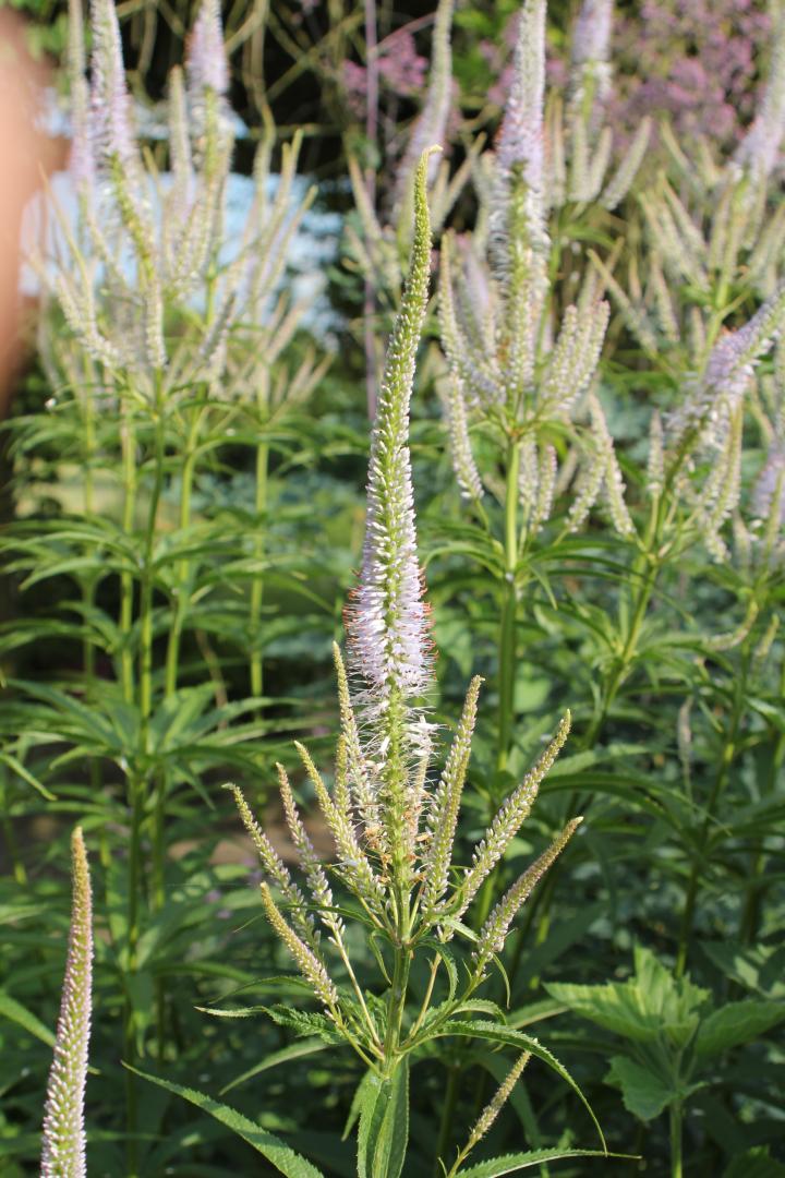 Veronicastrum virginicum 'Lavendelturm'