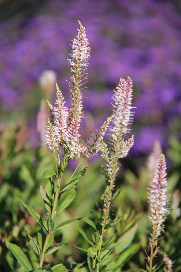 Veronicastrum virginicum 'Pink Glow'