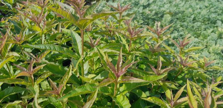 Veronicastrum virginicum 'Red Arrows'