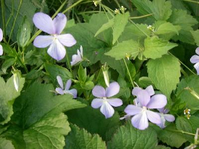 Viola 'Boughton Blue'