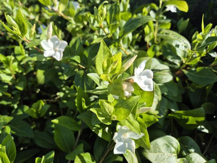 Vinca major 'Alba'