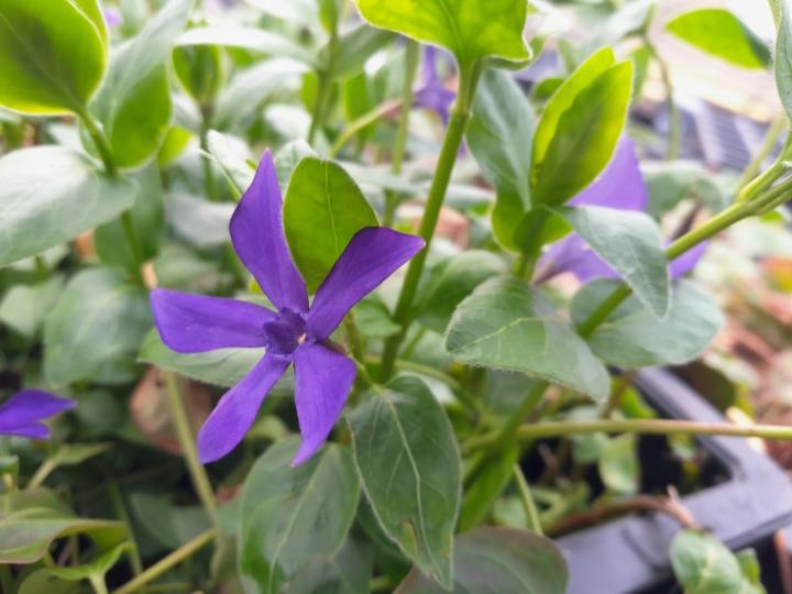 Vinca major