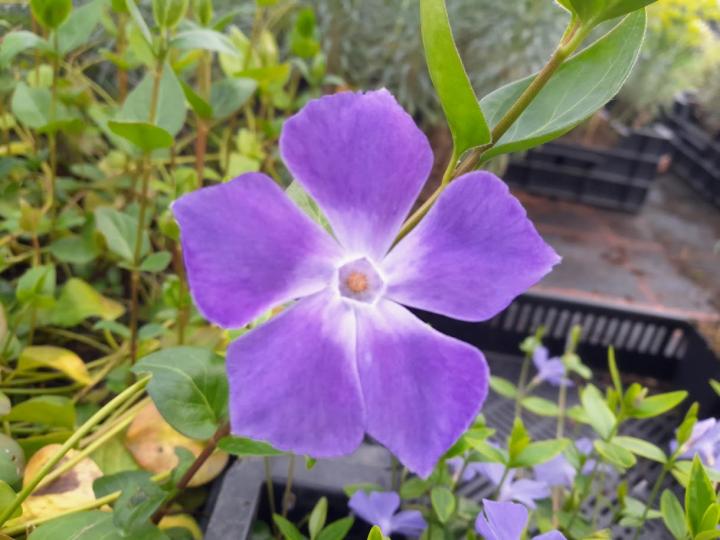 Vinca major