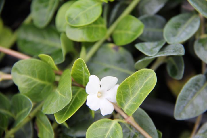 Vinca minor 'Alba'