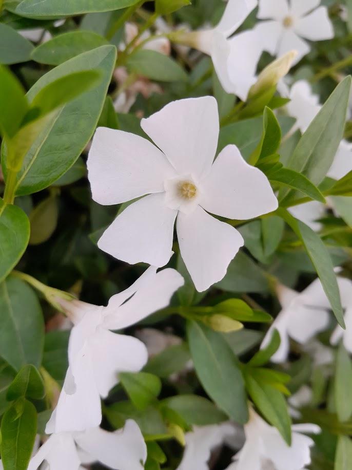 Vinca minor 'Alba'
