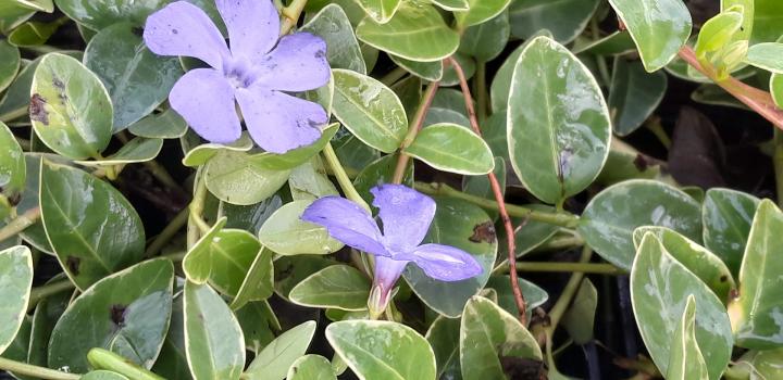 Vinca minor 'Argenteovariegata'