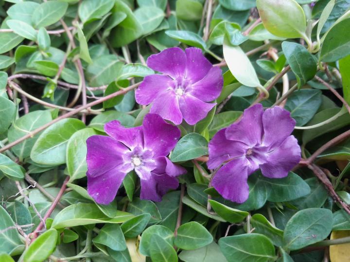 Vinca minor 'Atropurpurea'
