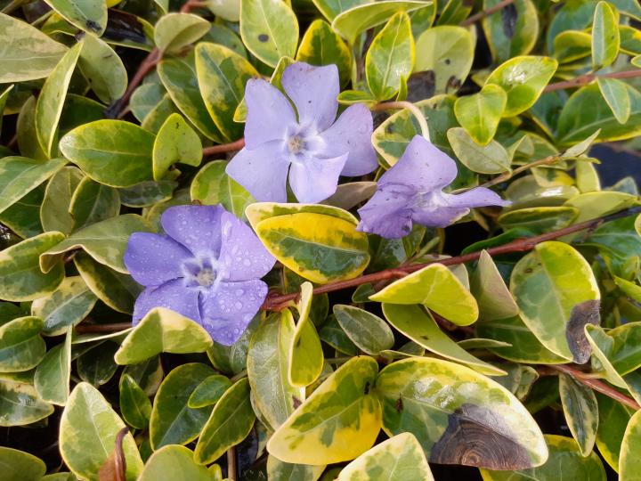 Vinca minor 'Aureovariegata'