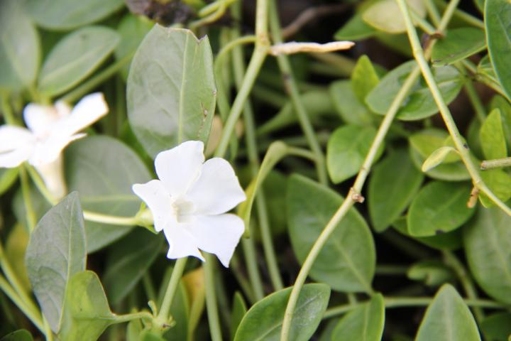 Vinca minor 'Gertrude Jekyll'
