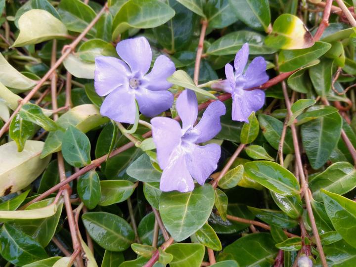 Vinca minor
