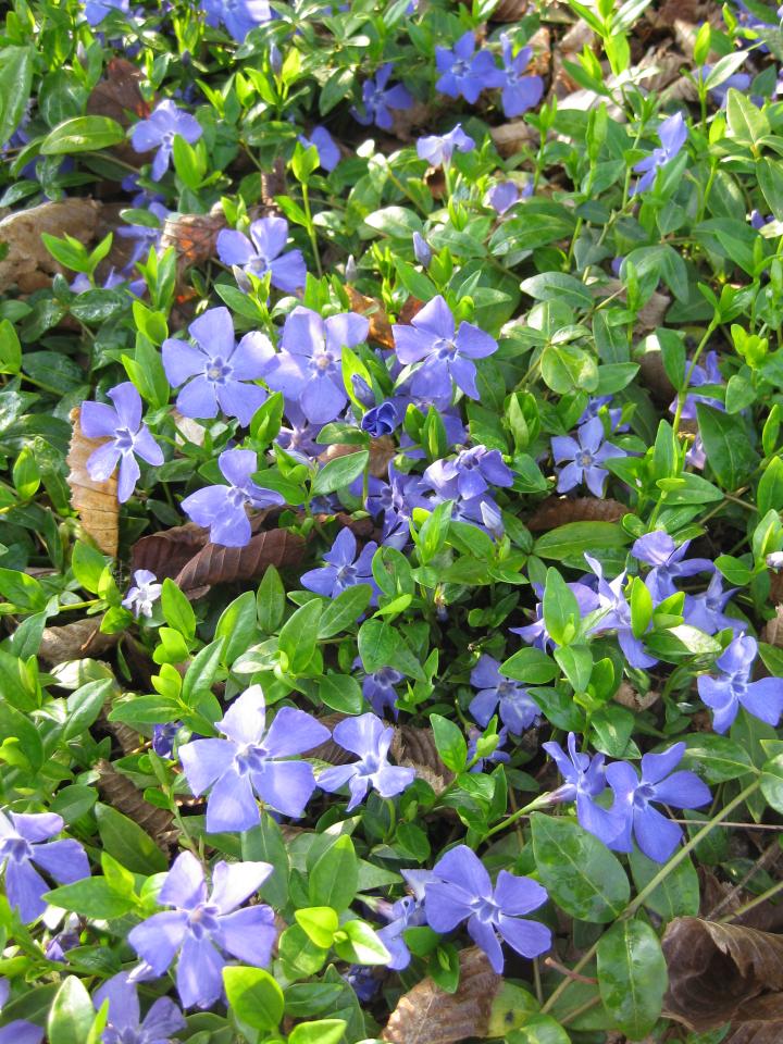 Vinca minor 'Marie' ®
