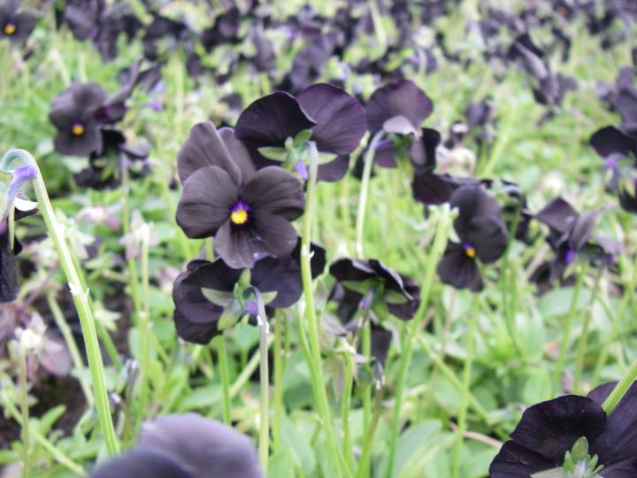 Viola 'Molly Sanderson'