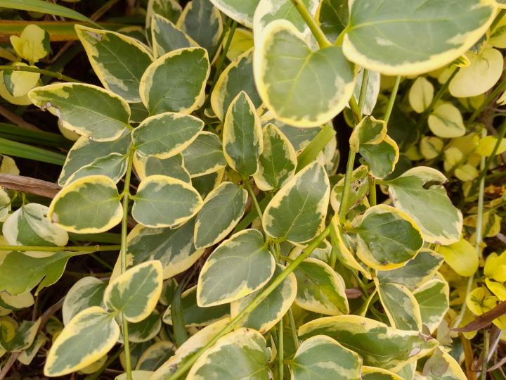 Vinca major 'Variegata'
