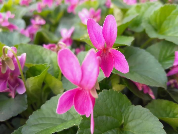 Viola odorata 'Rubra'