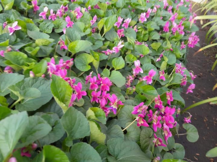 Viola odorata 'Rubra'
