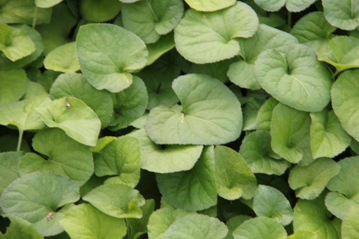 Viola odorata 'Royal Wedding'
