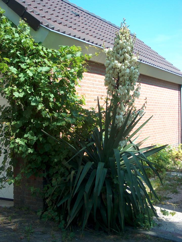 Yucca filamentosa