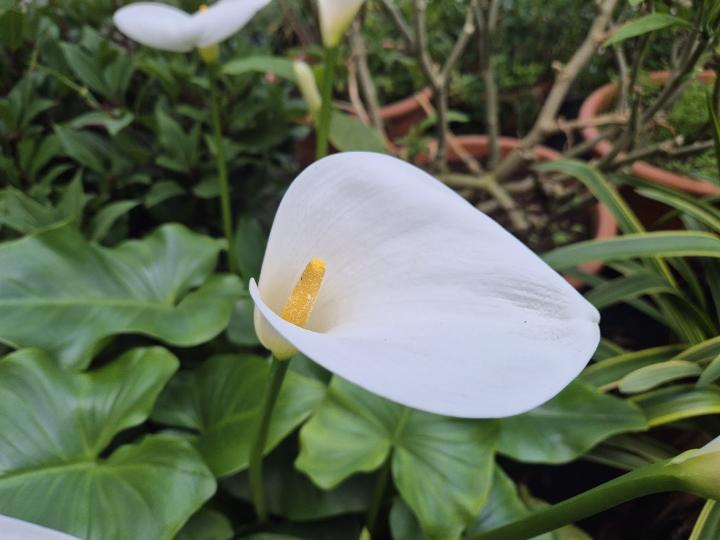Zantedeschia aethiopica