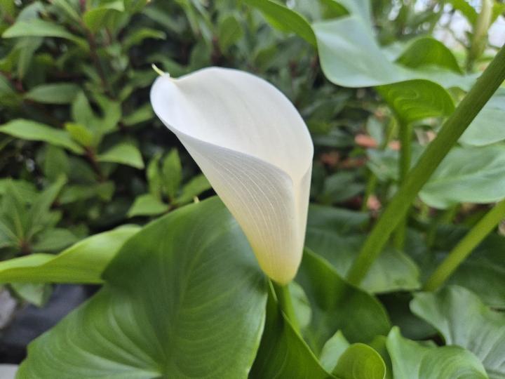 Zantedeschia aethiopica