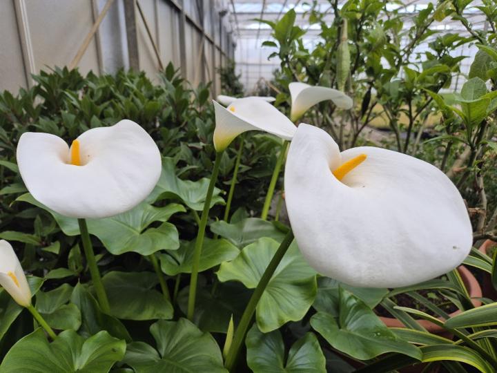 Zantedeschia aethiopica