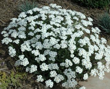 Achillea ageratifolia