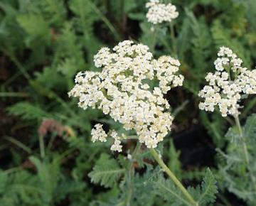 Achillea  'Alabaster'