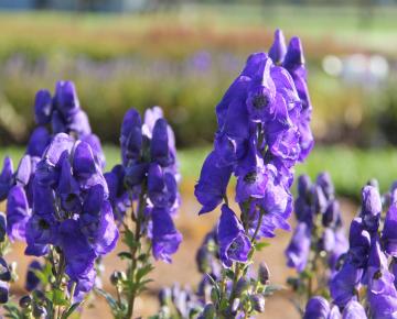 Aconitum carmichaellii  'Arendsii'