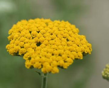 Achillea 'Coronation Gold'