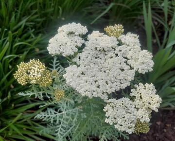Achillea crithmifolia
