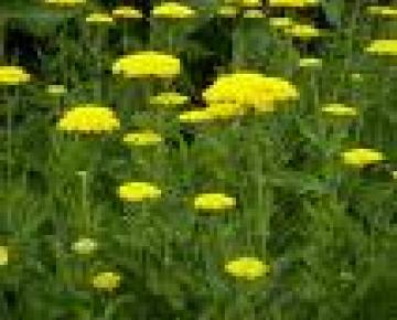Achillea filipendulina 'Cloth of Gold'