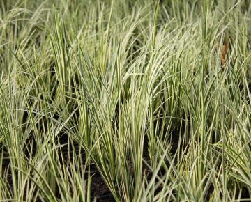 Acorus gramineus 'Oborozuki'