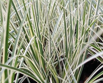 Acorus gramineus 'Variegatus'