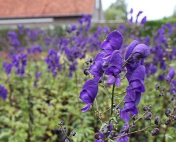 Aconitum henryi 'Spark's Variety'