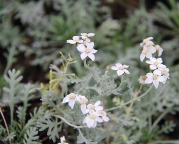 Achillea kellereri